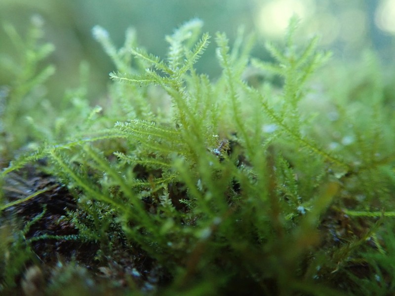 Heterocladium Moss photo 2