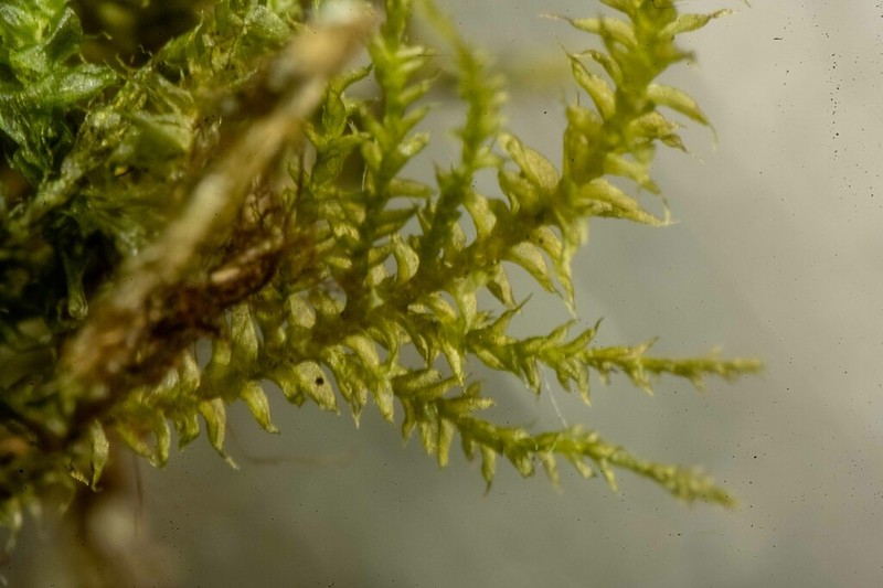 Heterocladium Moss photo 3