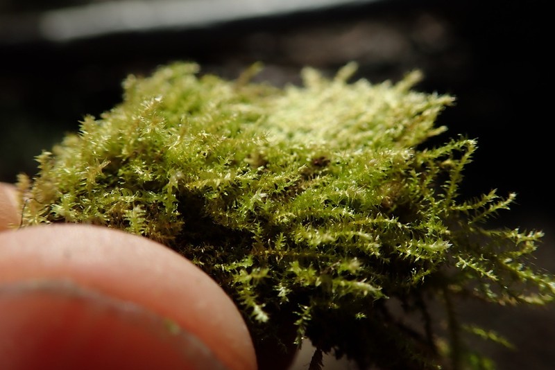 Heterocladium Moss photo 4