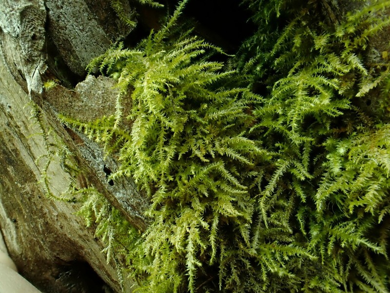 Heterocladium Moss photo 5