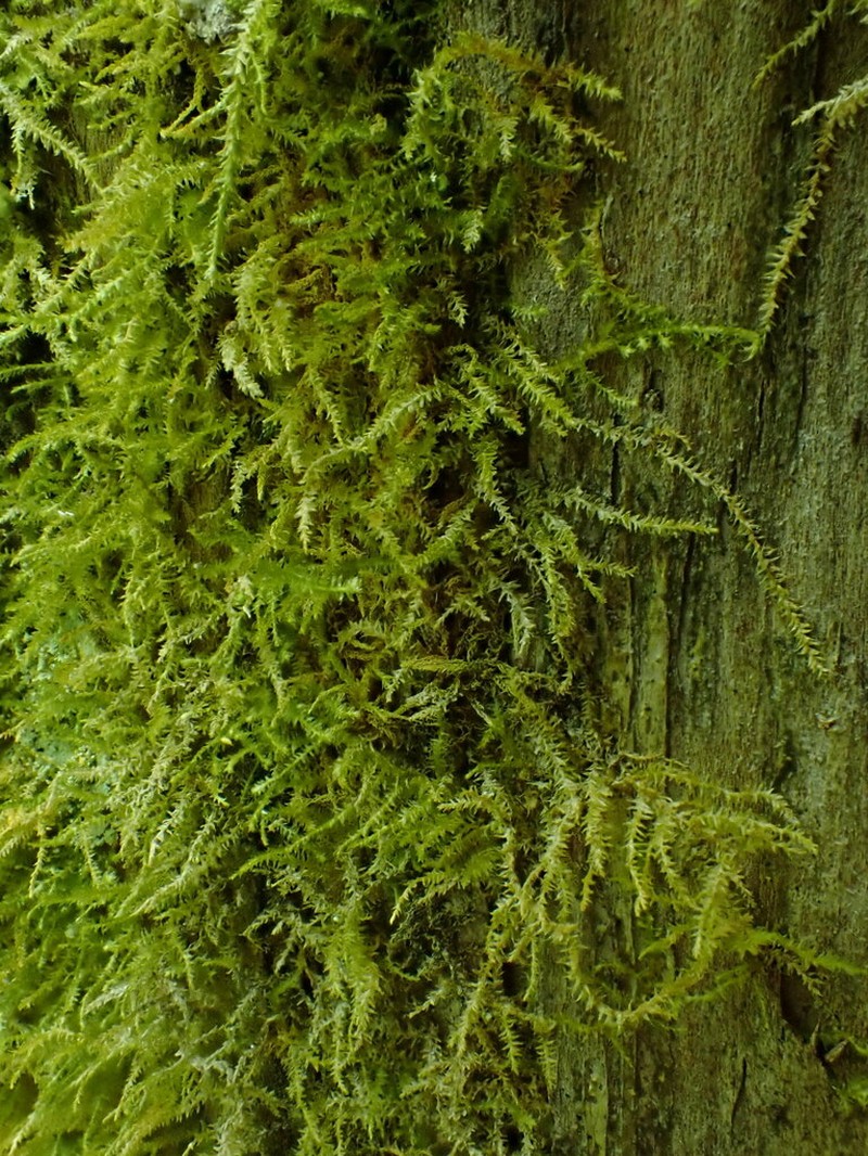 Heterocladium Moss photo 6