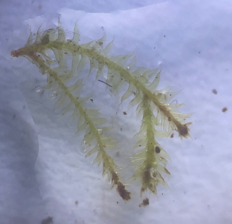 Heterocladium Moss photo 7