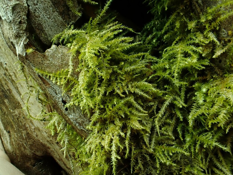 Heterocladium Moss photo 8