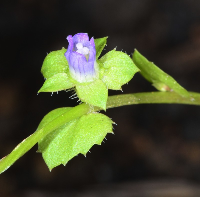 Rareflower Heterocodon photo 2