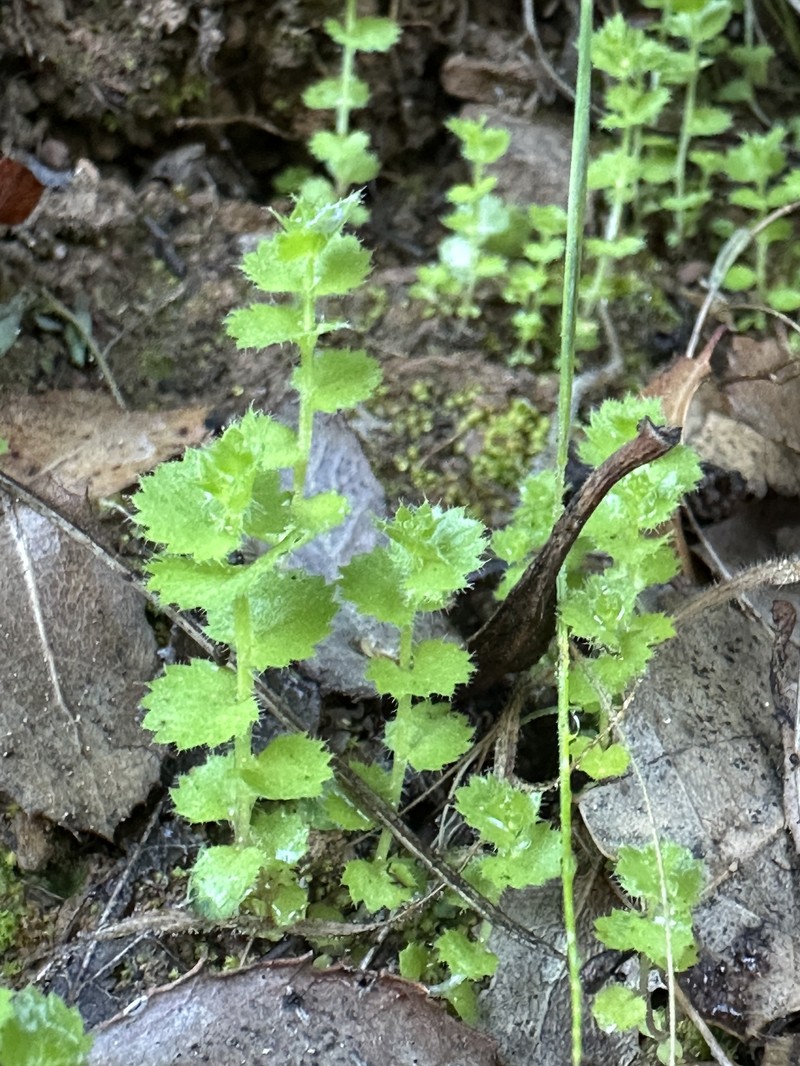 Rareflower Heterocodon
