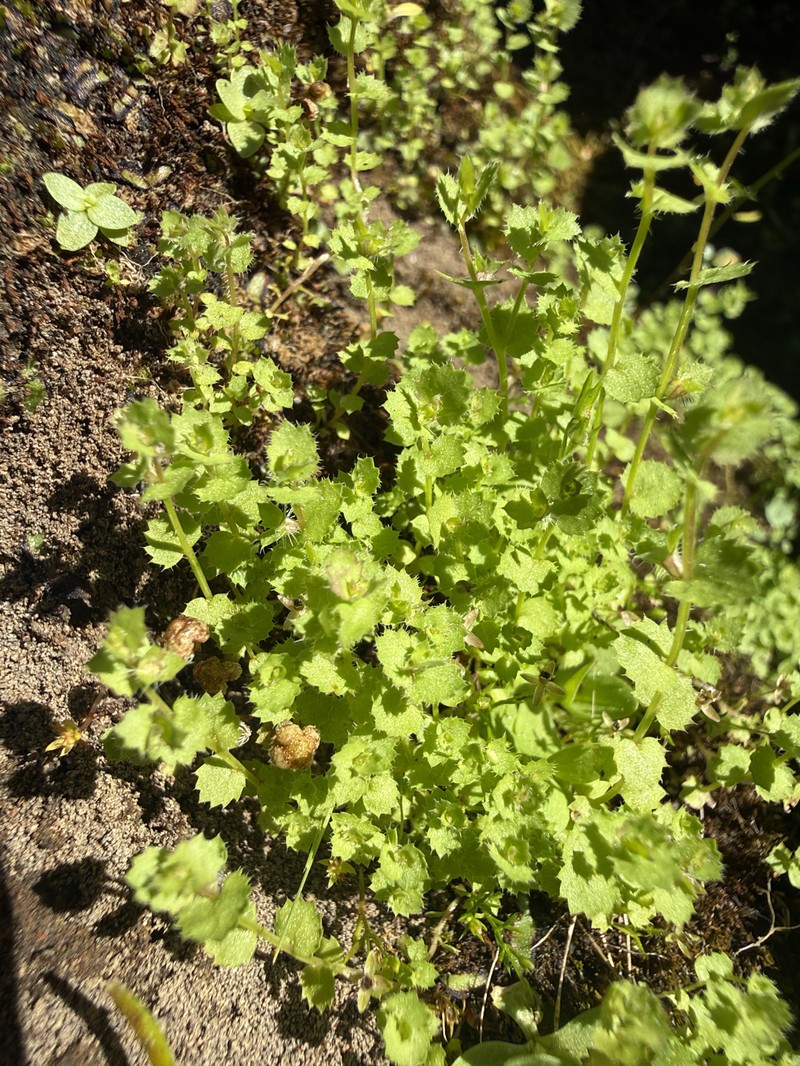 Rareflower Heterocodon photo 2