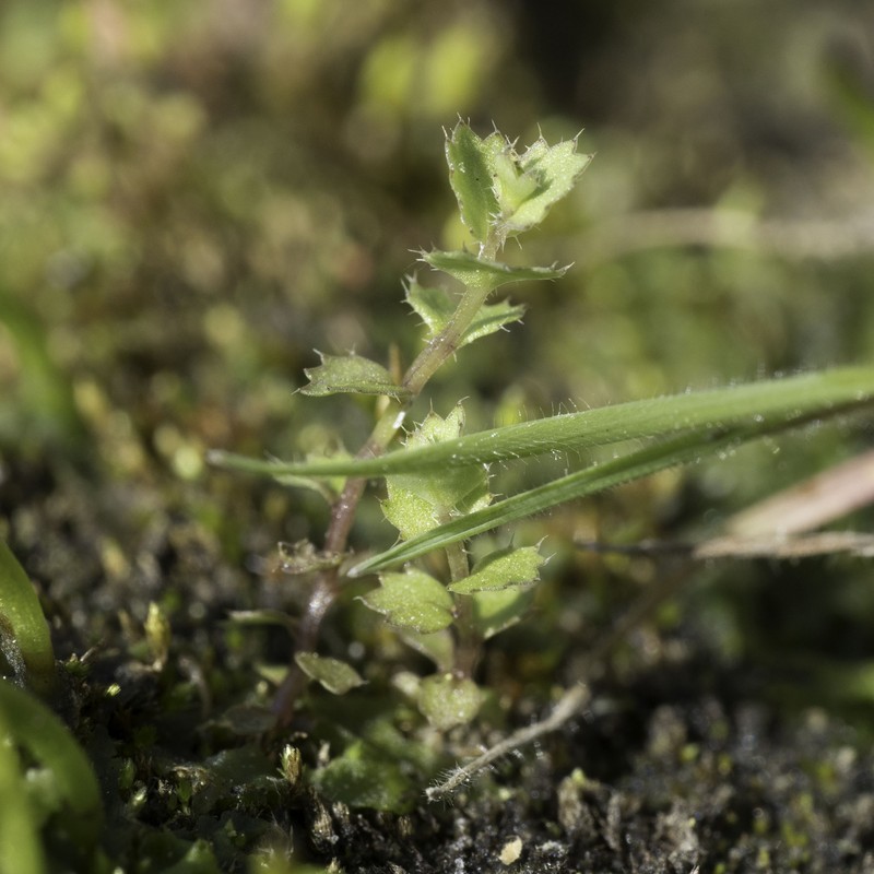 Rareflower Heterocodon photo 3
