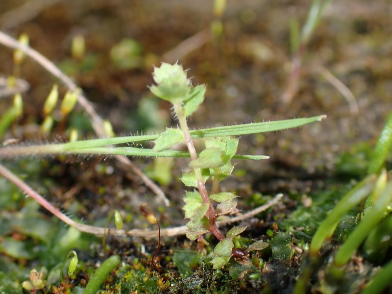 Rareflower Heterocodon photo 5