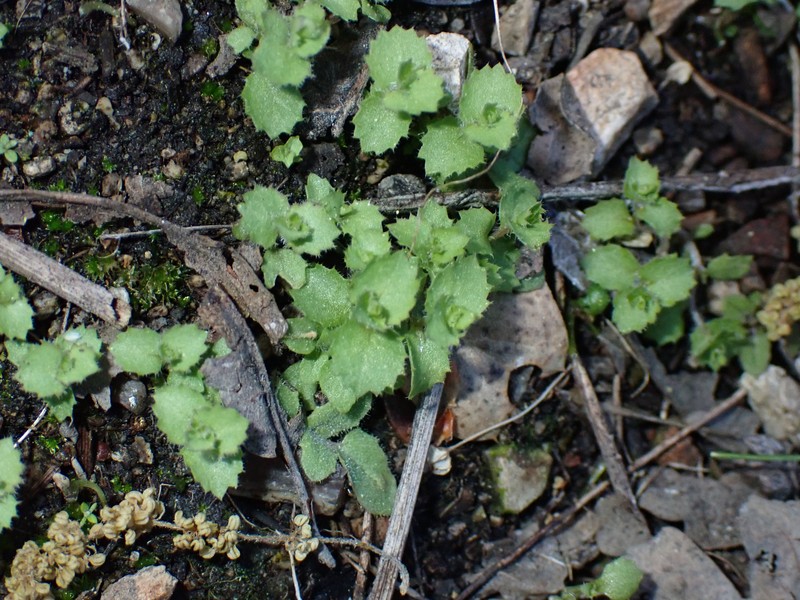 Rareflower Heterocodon photo 6