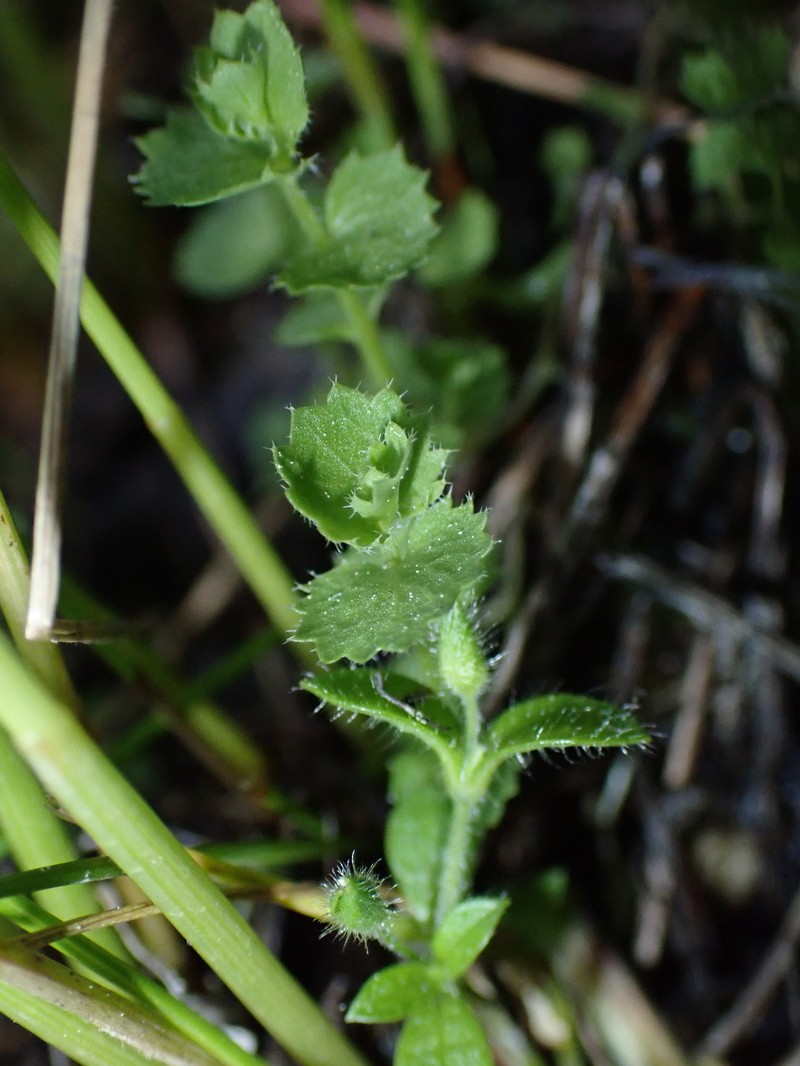Rareflower Heterocodon photo 7