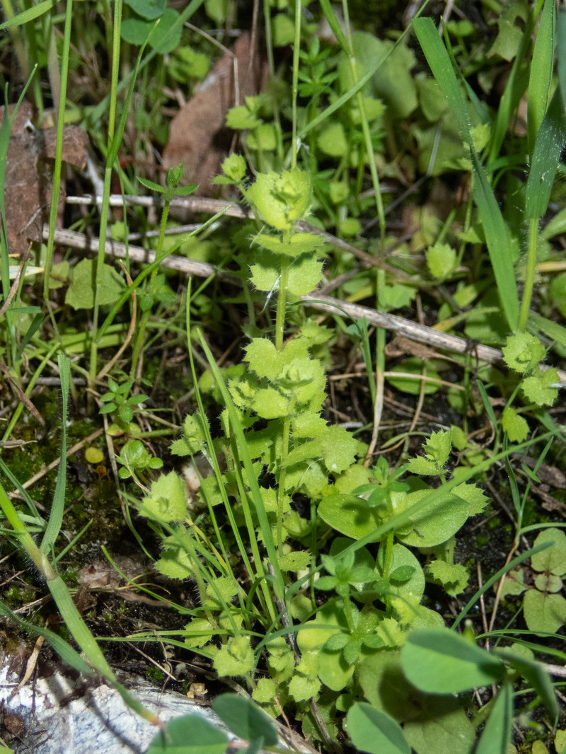 Rareflower Heterocodon photo 8