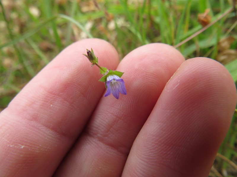 Heterocodon rariflorus