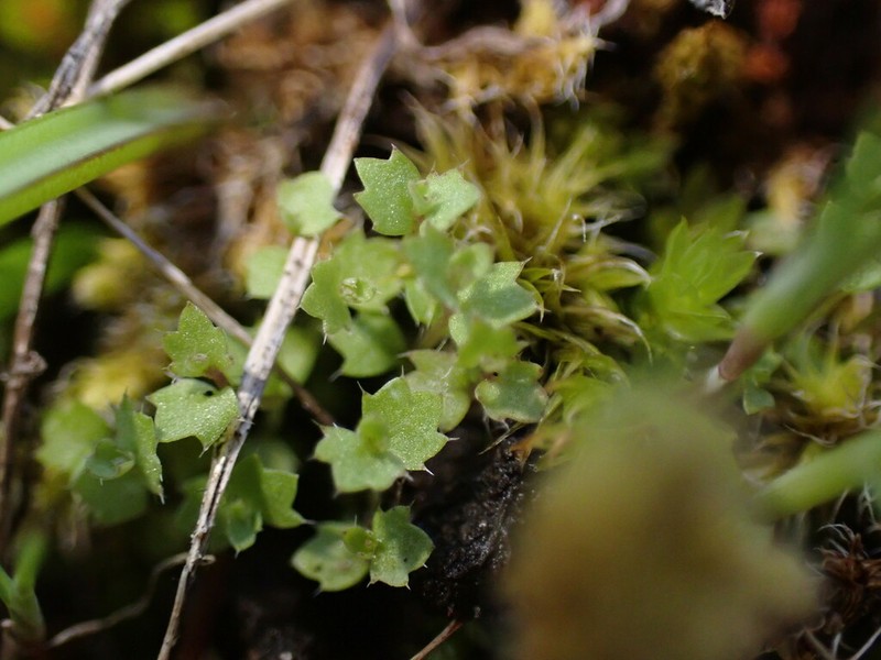 Heterocodon rariflorus photo 2