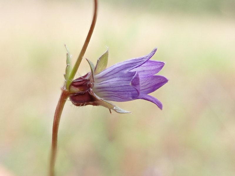 Heterocodon rariflorus photo 3