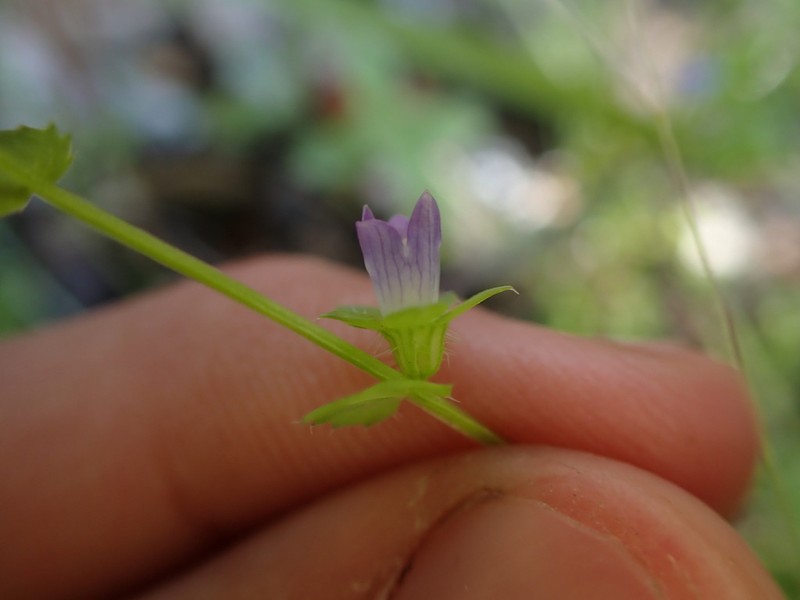 Heterocodon rariflorus photo 4