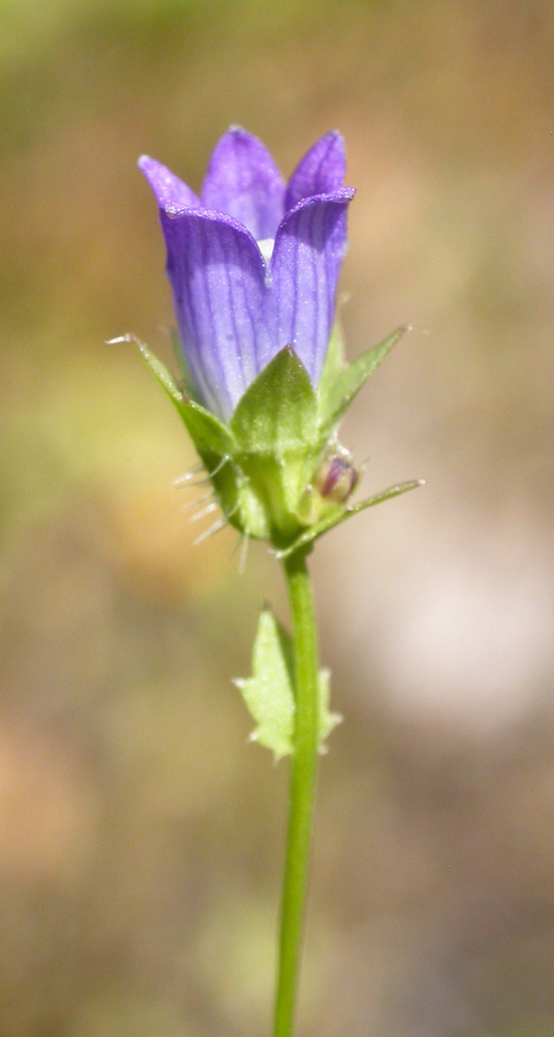 Heterocodon rariflorus photo 5