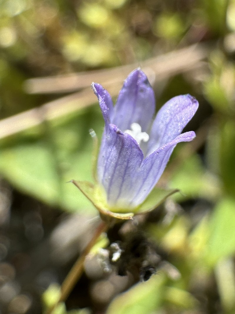 Heterocodon rariflorus photo 6