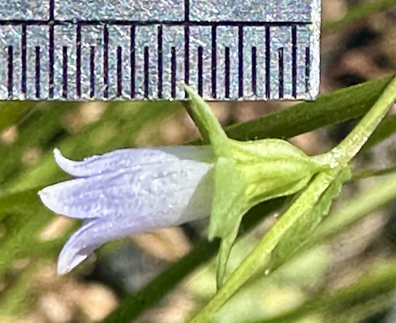 Heterocodon rariflorus photo 7