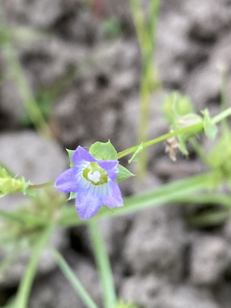 Heterocodon rariflorus photo 8