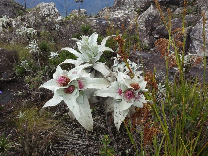 Heterocoma albida