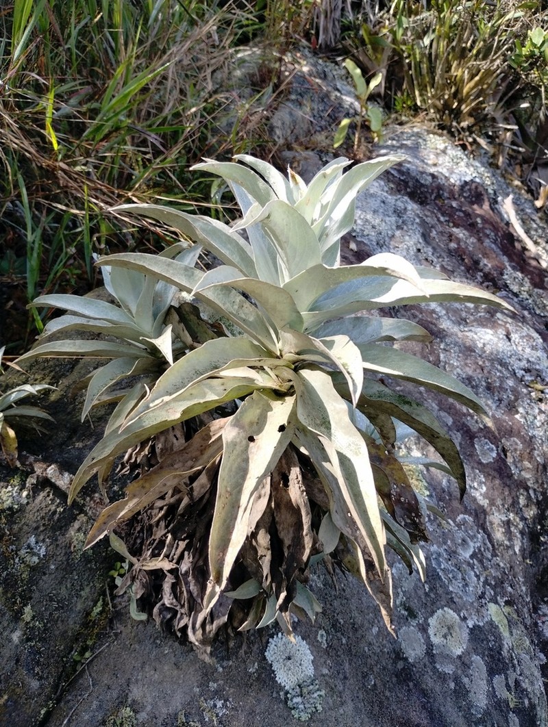 Heterocoma albida photo 2