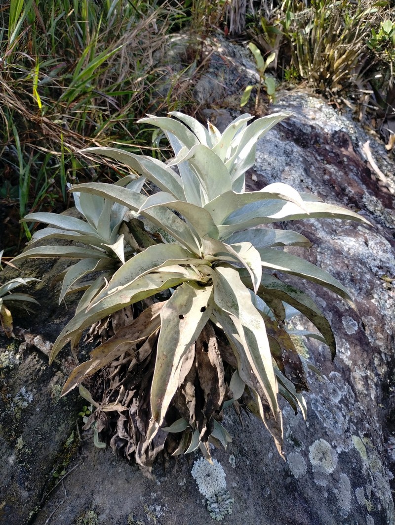 Heterocoma albida photo 3