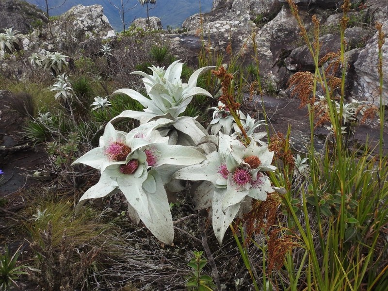 Heterocoma albida photo 4