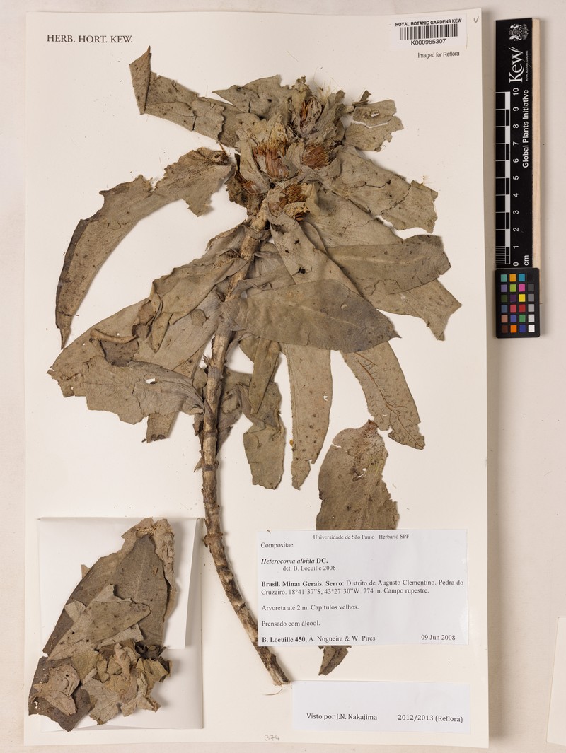 Heterocoma albida photo 5