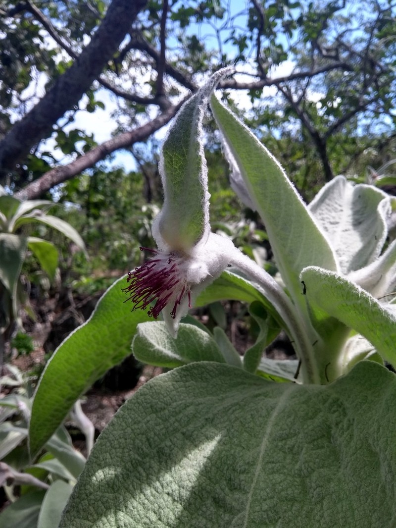 Heterocoma ekmaniana photo 6
