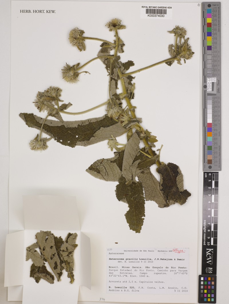 Heterocoma gracilis