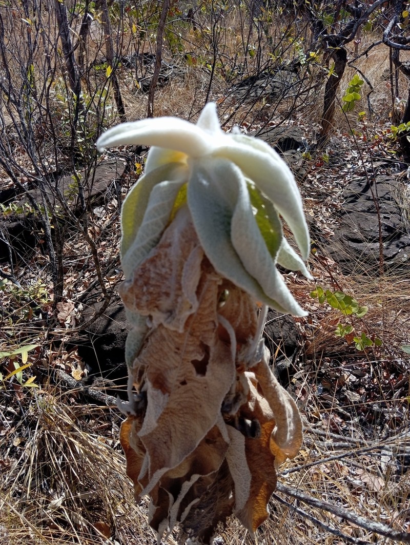 Heterocoma lanuginosa
