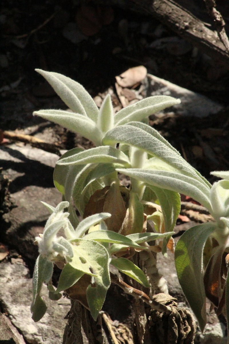 Heterocoma lanuginosa photo 4