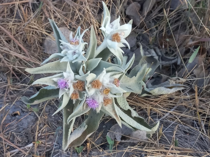Heterocoma lanuginosa photo 7