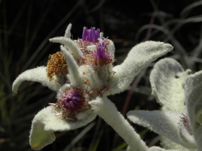 Heterocoma robinsoniana