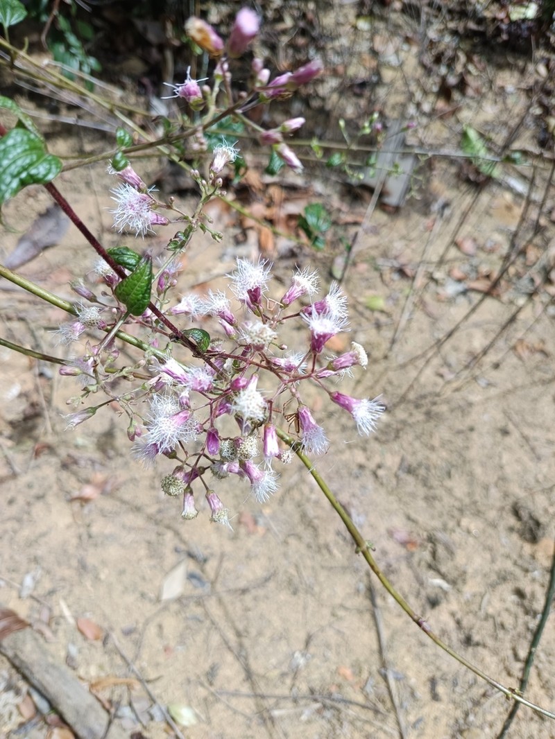 Heterocondylus alatus