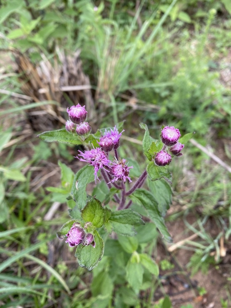 Heterocondylus decipiens