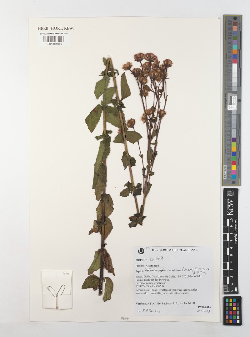 Heterocondylus decipiens photo 2