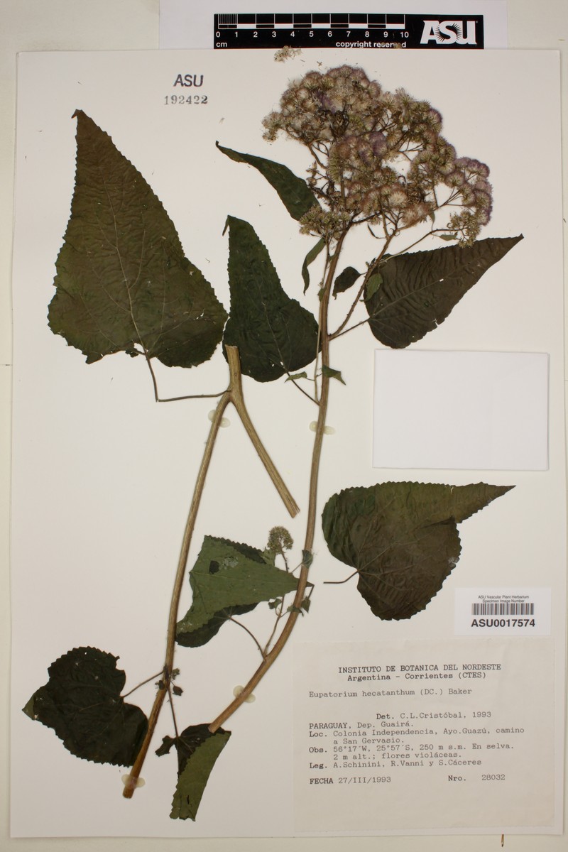 Heterocondylus didymus