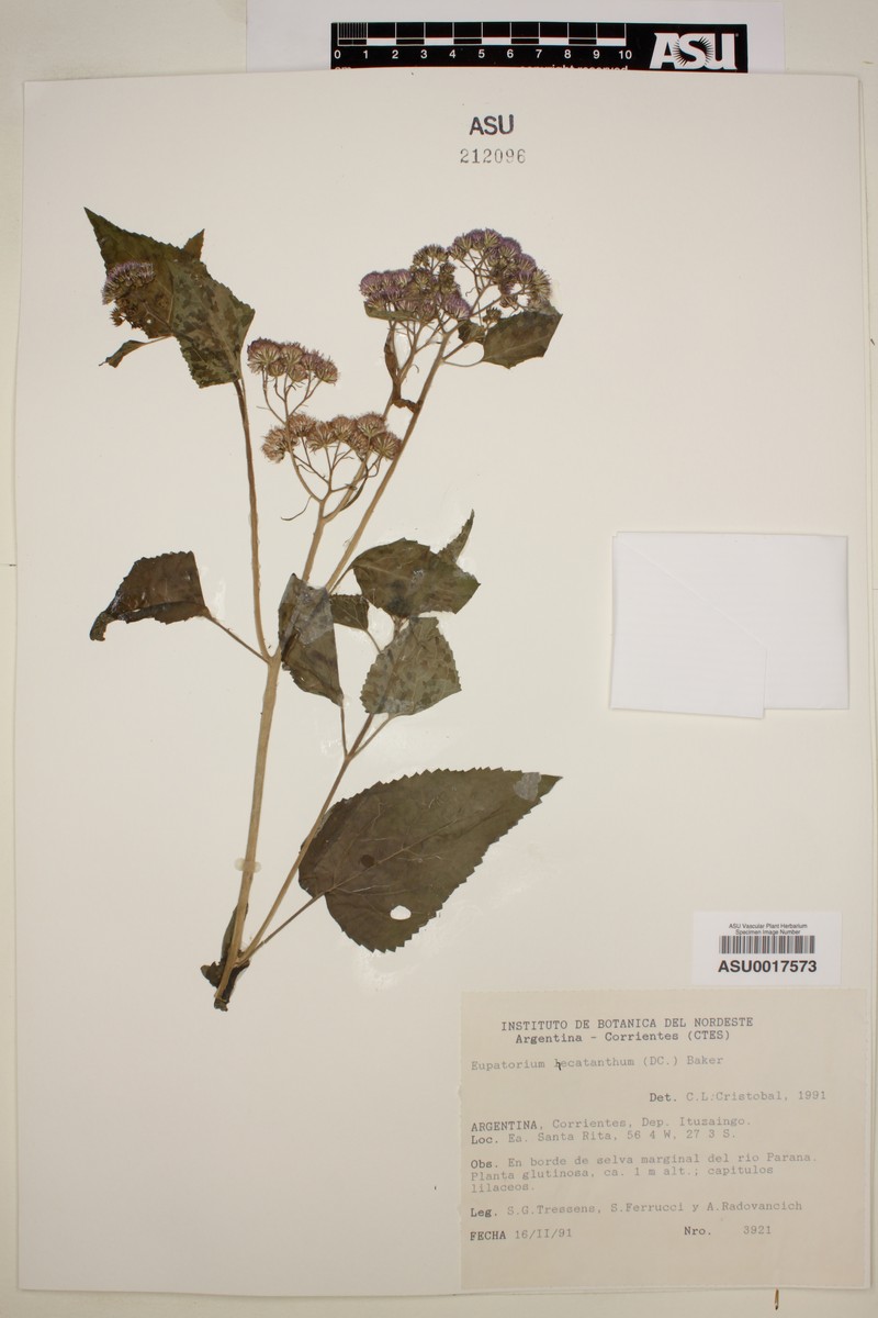 Heterocondylus didymus photo 2