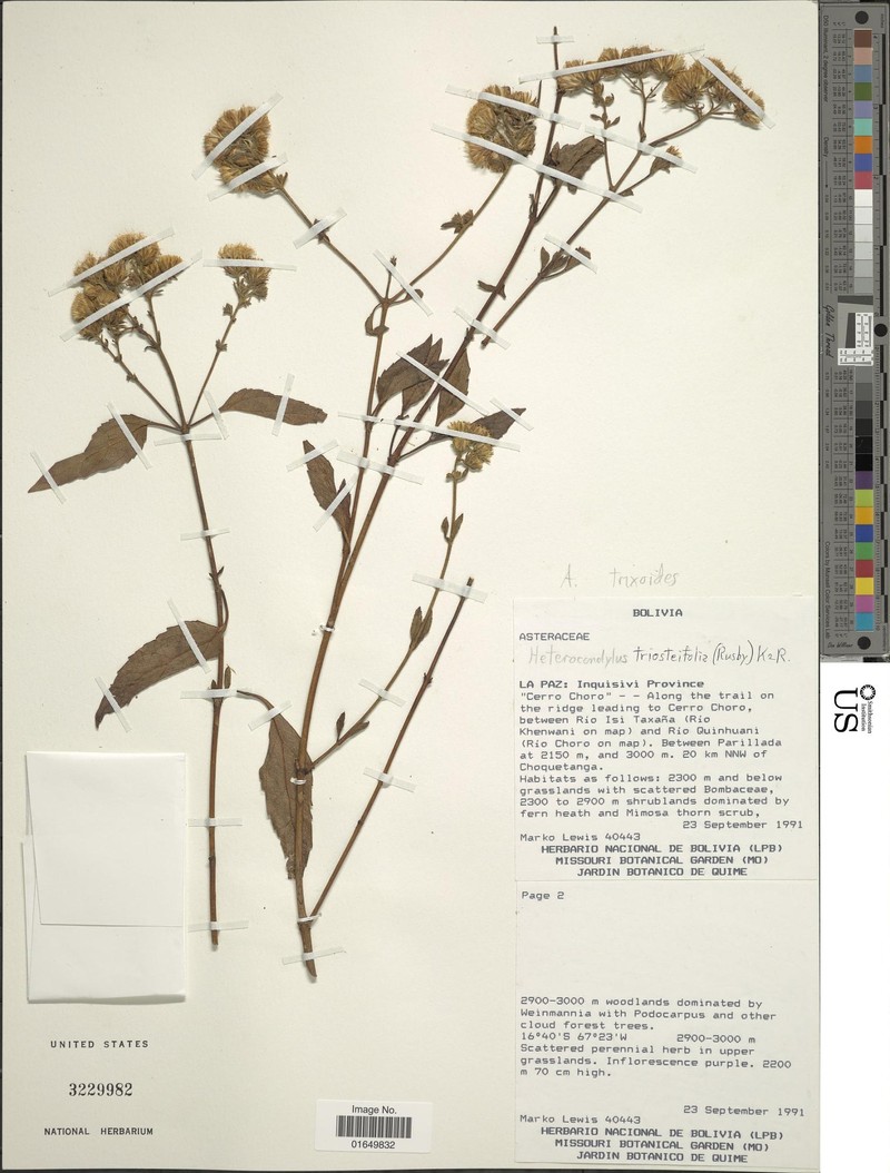 Heterocondylus didymus photo 3