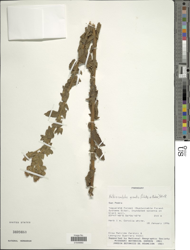 Heterocondylus grandis