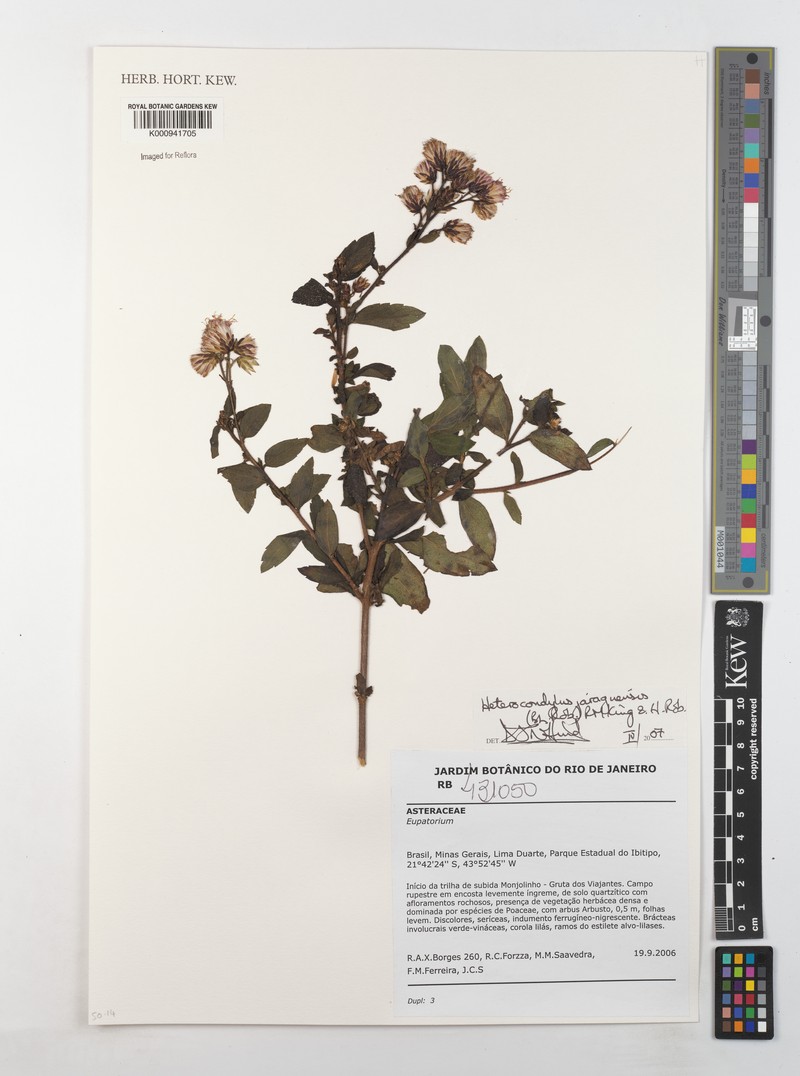 Heterocondylus jaraguensis