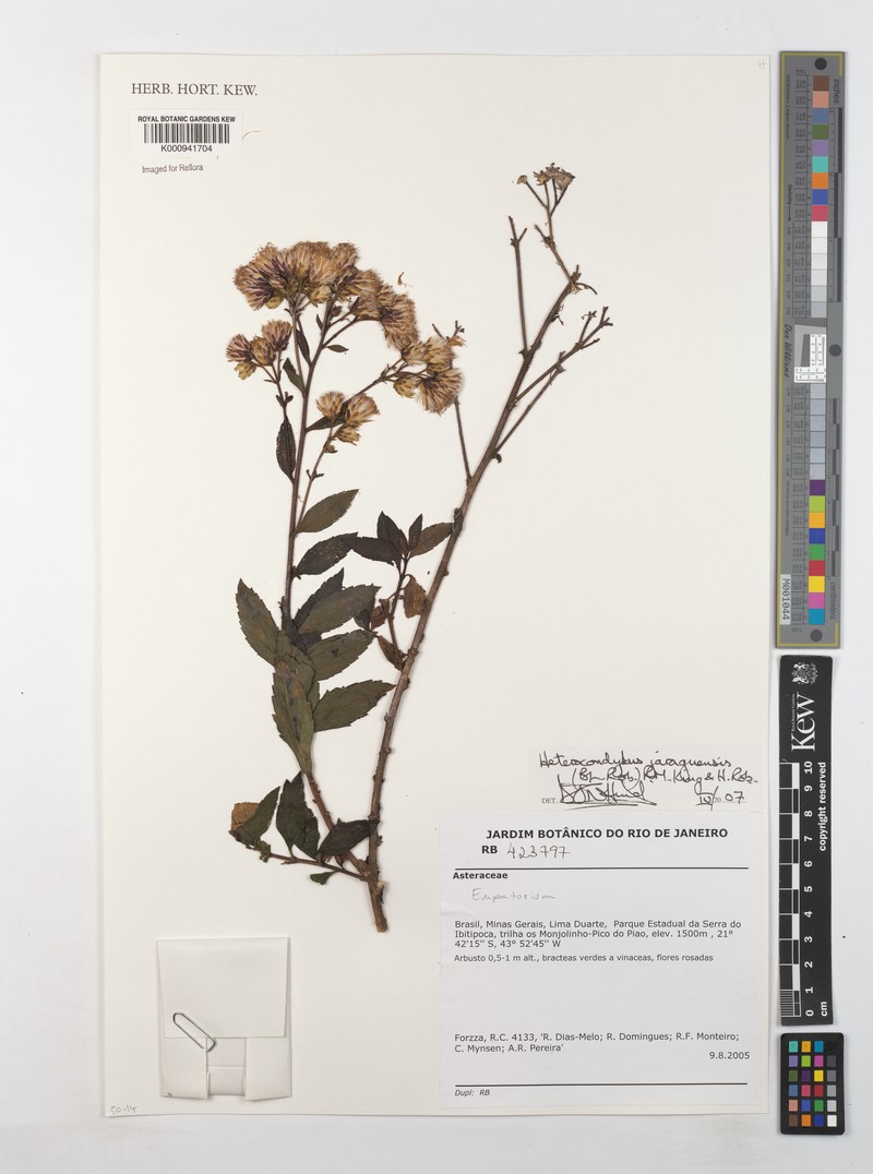 Heterocondylus jaraguensis photo 2
