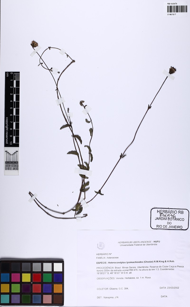 Heterocondylus lysimachioides