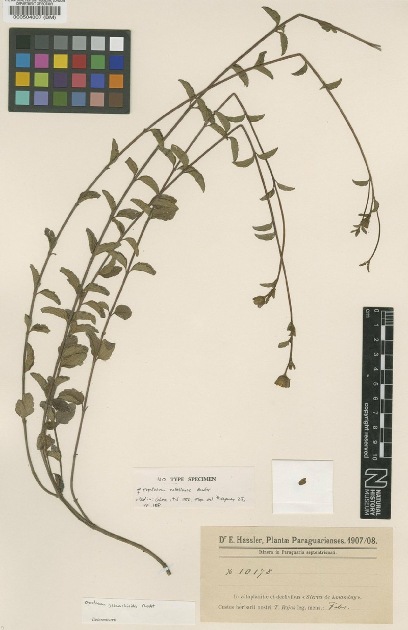 Heterocondylus lysimachioides photo 2