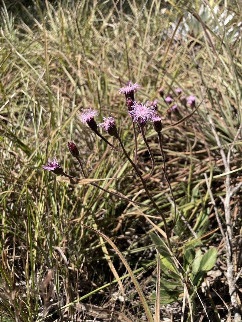 Heterocondylus pumilus