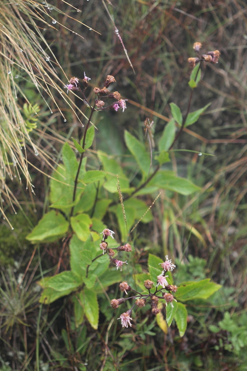 Heterocondylus reitzii