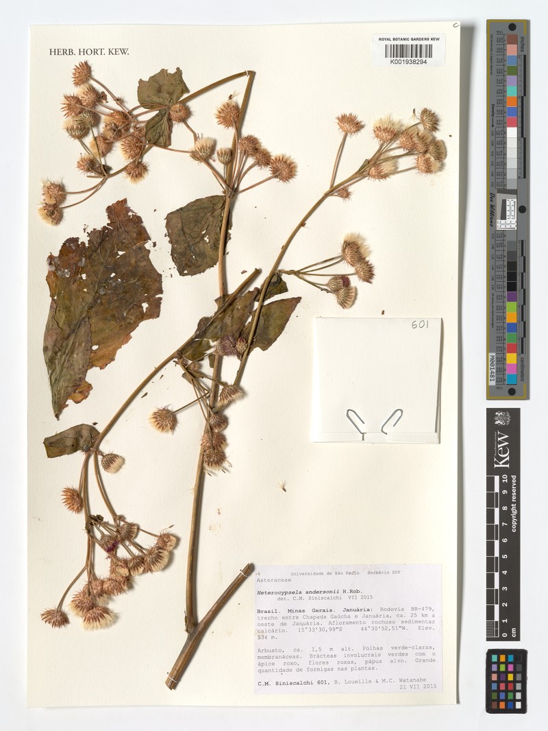 Heterocypsela andersonii