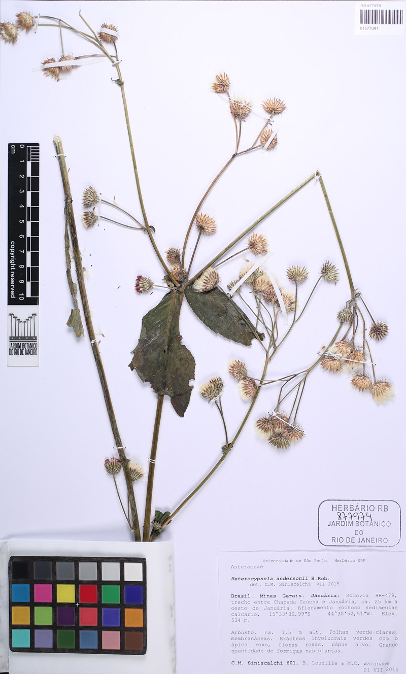 Heterocypsela andersonii photo 2