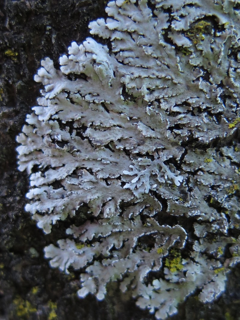 Shield Lichen